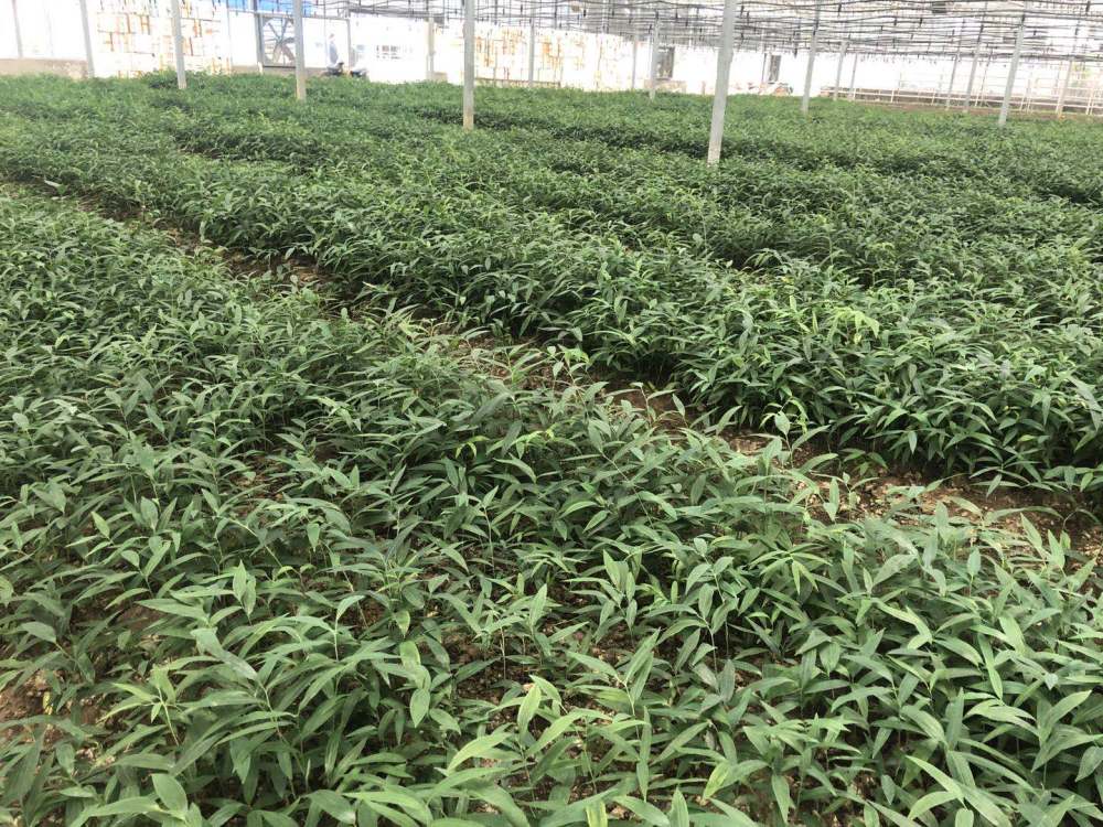黄精每亩投资收益是多少会不会产量过剩