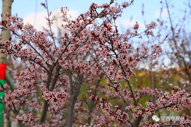定西的花已经开好,就等你来!