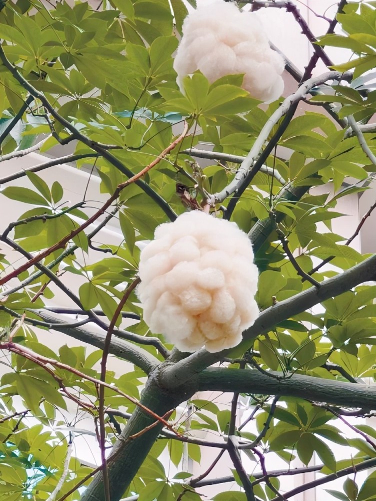 木棉飘出花絮过敏人群宜远离