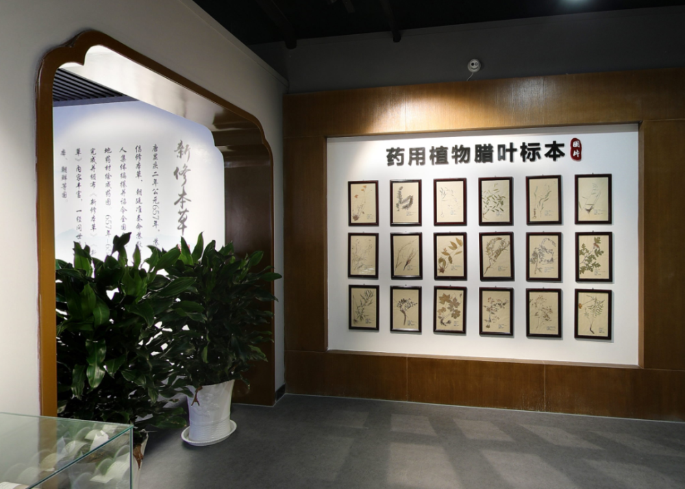 全国首座药典博物馆展示中药独特的魅力