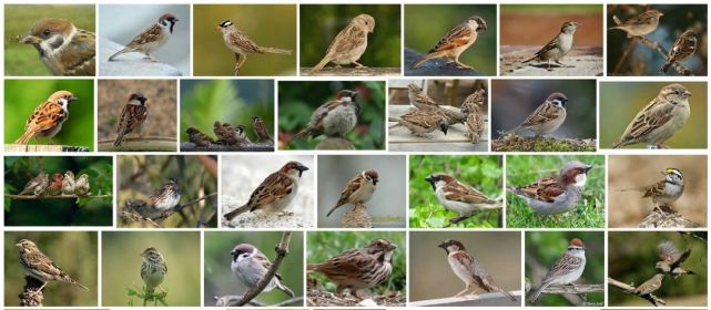 纯种中华麻雀几乎绝迹 从国外进口麻雀数百万 如今麻雀大变样 腾讯新闻