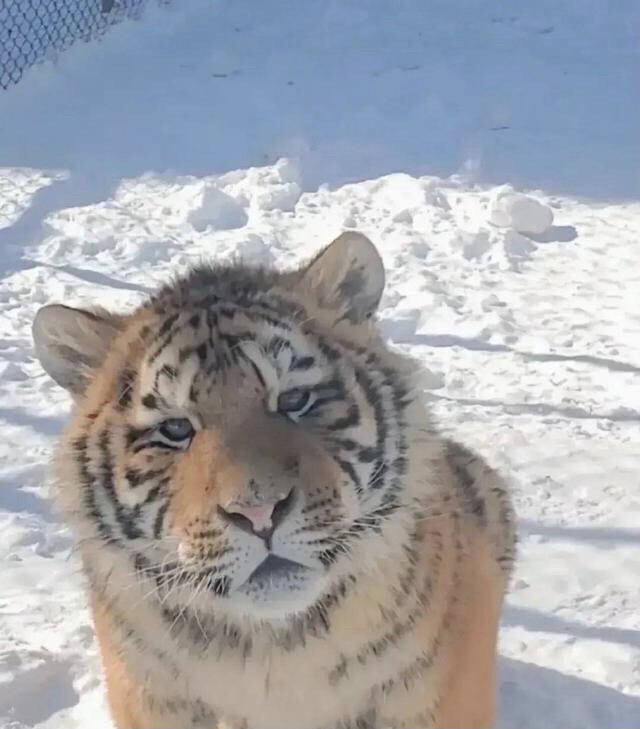 袭击人的东北虎已苏醒