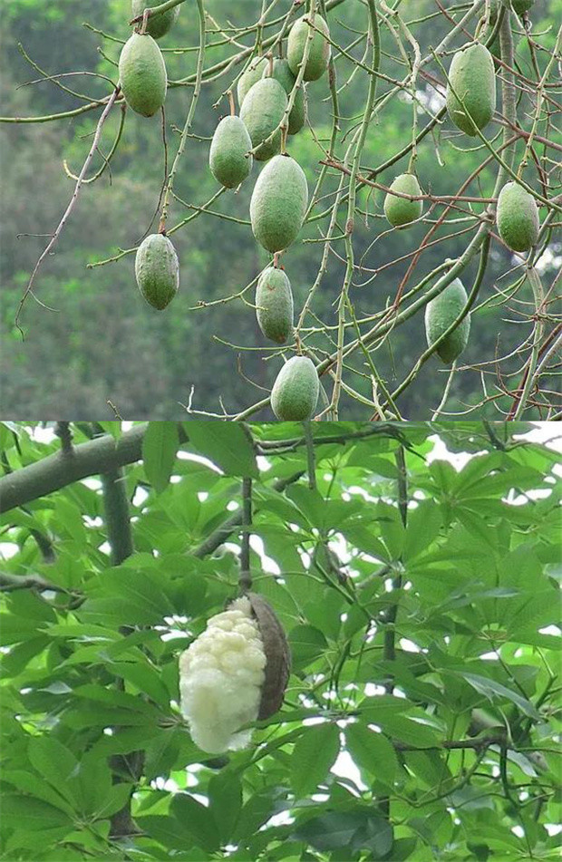 美丽异木棉的果实成熟后外皮脱落产生如棉花团一样的飞絮.