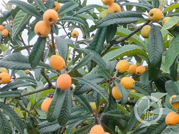 合川枇杷节开幕等你来采摘