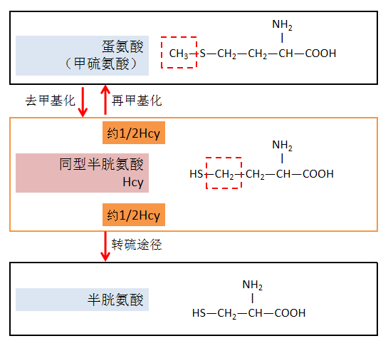 hcy,即同型半胱氨酸,是一种含硫氨基酸,为甲硫氨酸(即蛋氨酸)和半胱