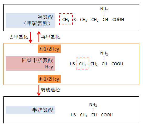 新研究新发现:b族维生素是助孕保胎极为重要的营养素