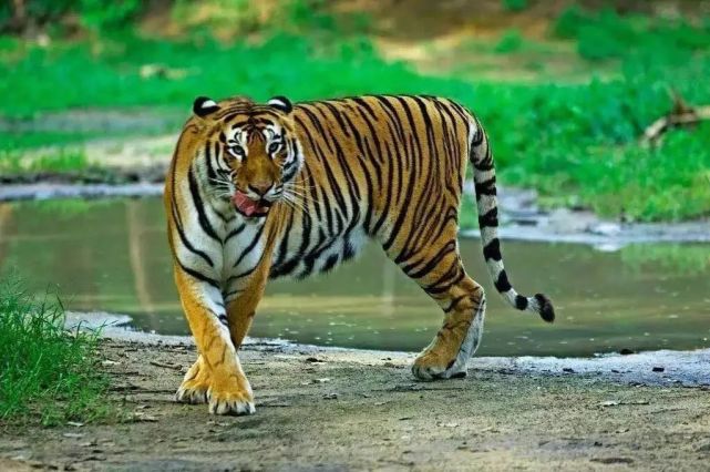 秦皇島野生動物園開閉園時間有變動,周知哦!