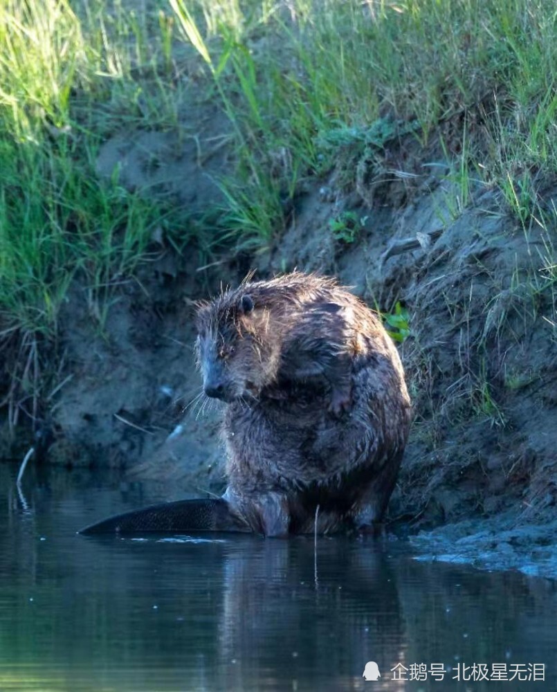 蒙新河狸,是国家一级重点保护动物,也被称作动物界的建筑师._腾讯新闻