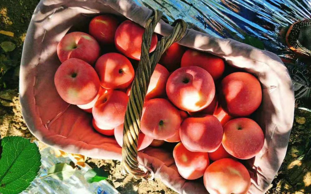 价格下降库存过剩烟台果农2万吨苹果滞销