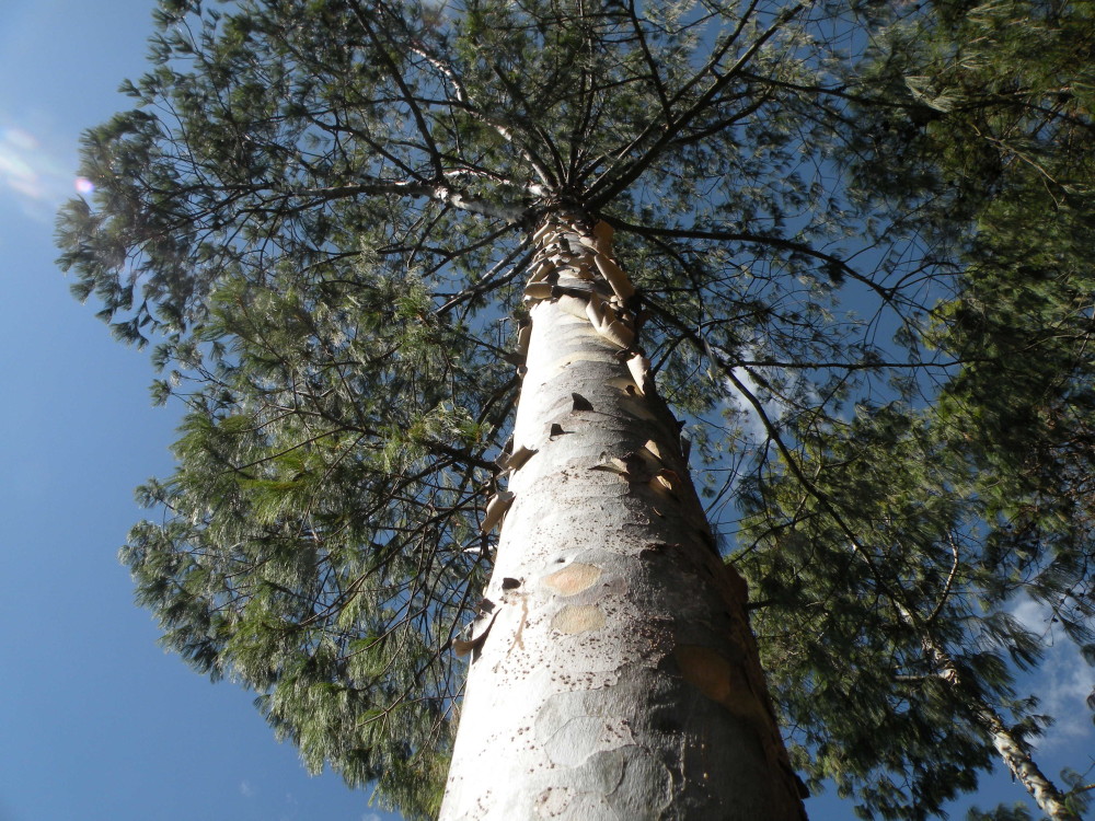 共建地球生命共同体图文互动国家一级重点保护野生植物五针白皮松累计