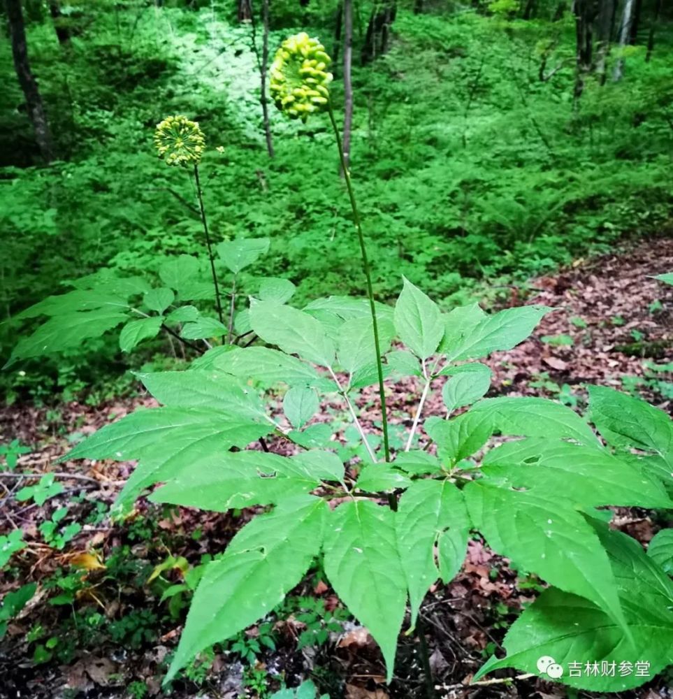 作者:吉林省撫松縣人參文化研究會·吉林撫松 王德富 *《野山參的應用