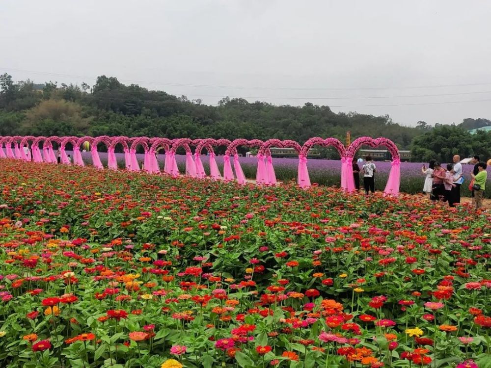 九佛街道燕塘村·九佛花海路线:乘坐14号线到知识城站转827路