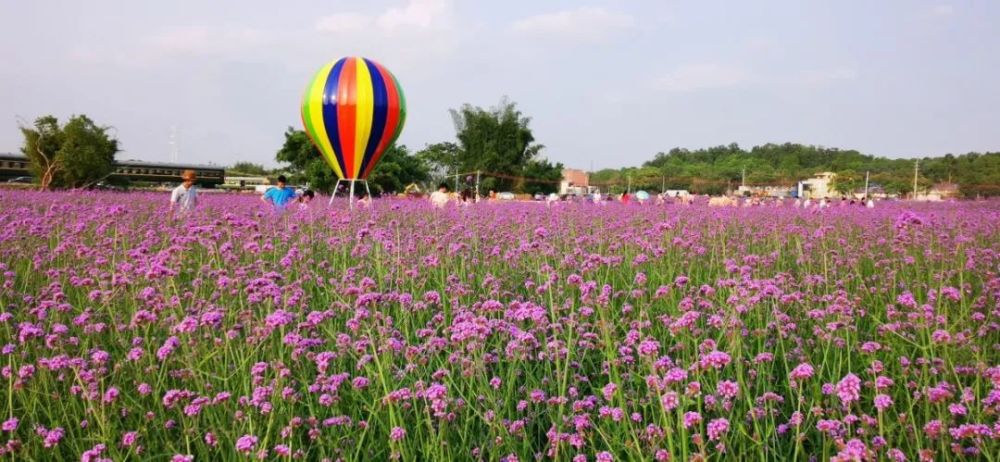 九佛街道燕塘村·九佛花海路线:乘坐14号线到知识城站转827路公交车在