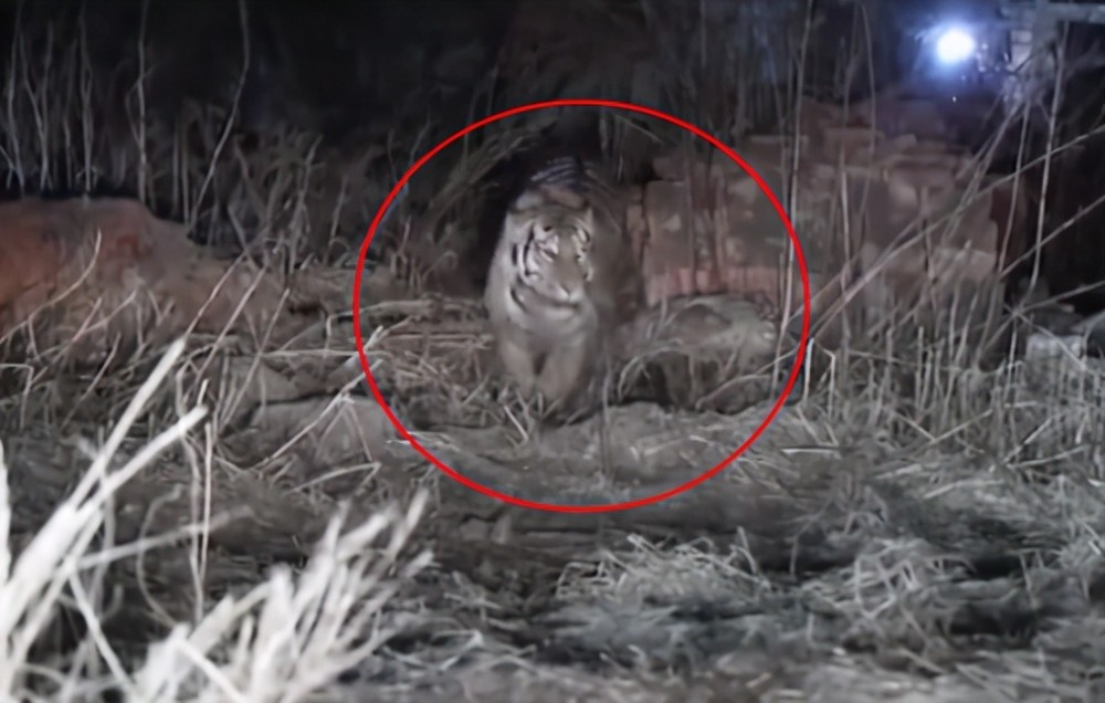 回顾野生东北虎进村事件:在村里逛了一整天,花3小时打4针麻醉才被捉