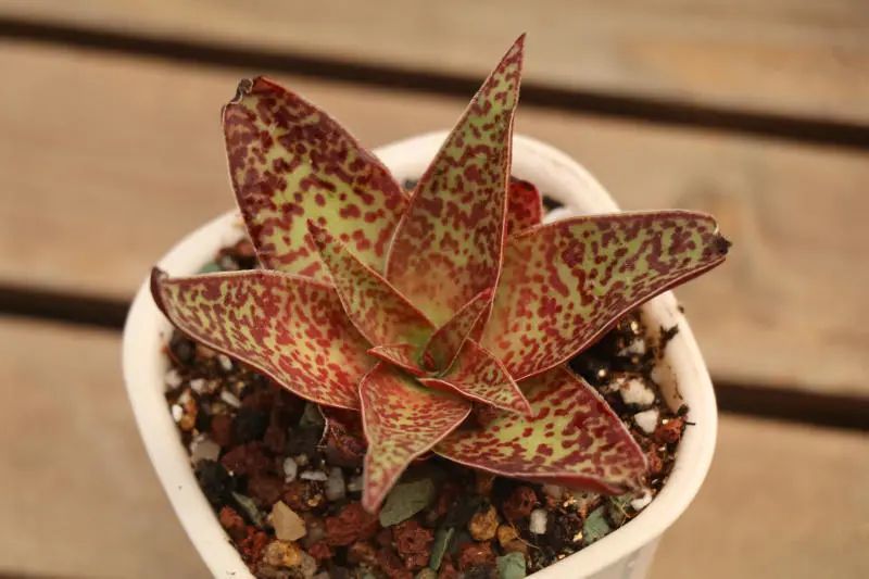 阿尔巴景天科青锁龙属多肉植物中大型品种紫红色系列