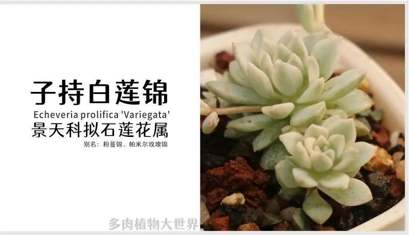 子持白莲锦 景天科拟石莲花属多肉植物 斑锦品种 腾讯新闻