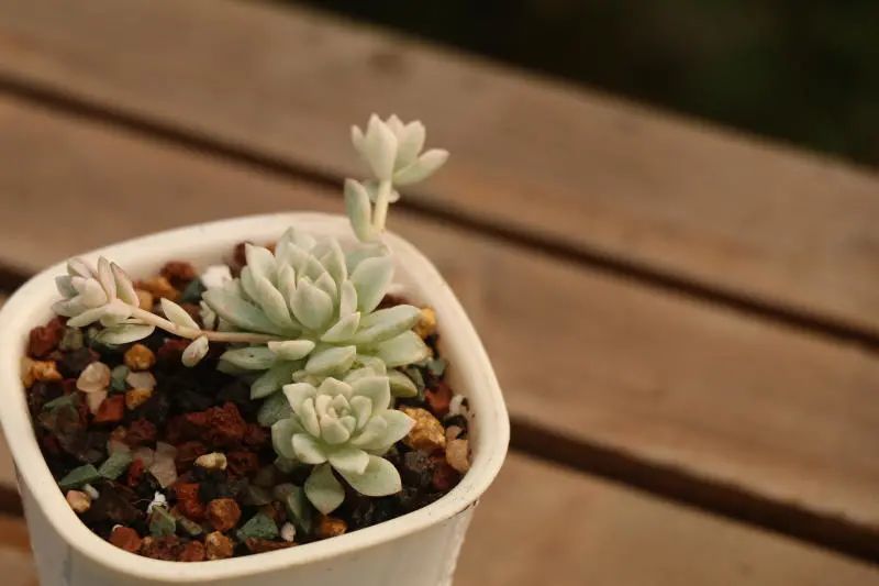 子持白莲锦 景天科拟石莲花属多肉植物 斑锦品种 腾讯新闻