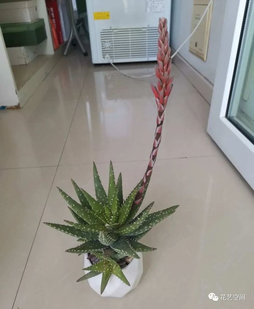 芦荟开花后怎么处理(不夜城芦荟开花后怎么处理)