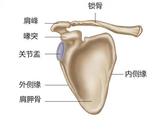 肩关节复合体骨骼功能分解 腾讯新闻