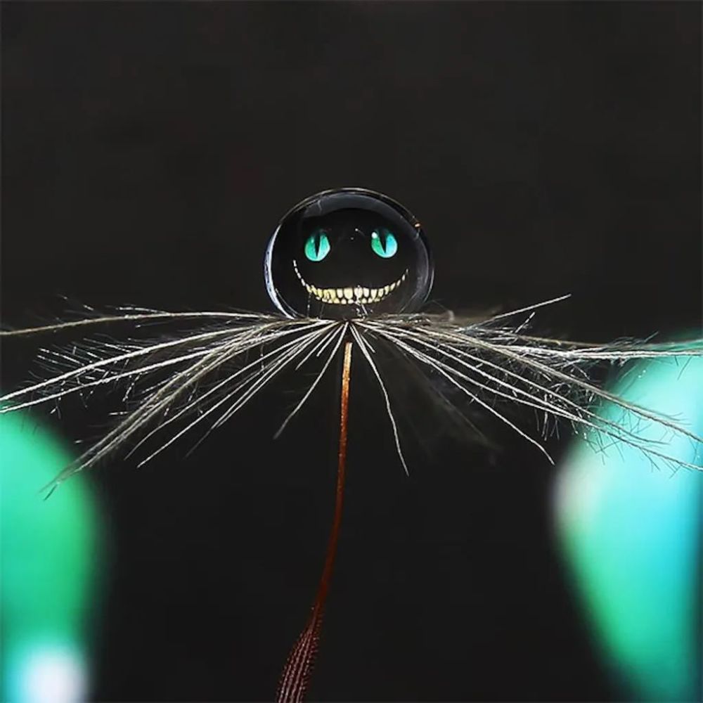 创意非凡的微距摄影讲述一个水滴的故事看到第一眼就爱了