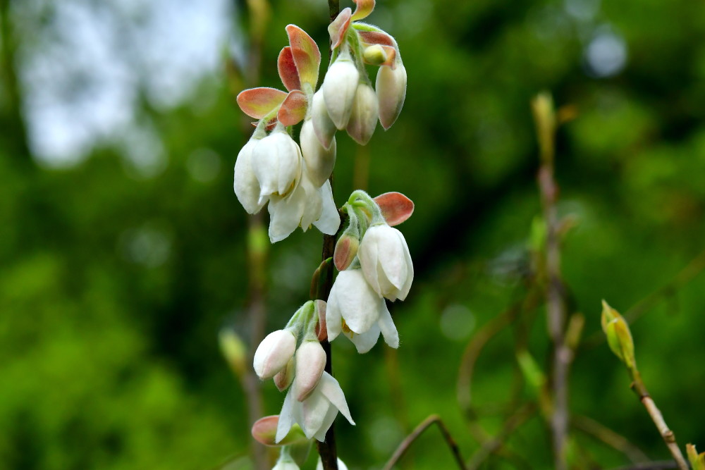 国宝级植物长果秤锤树在长沙开花结果