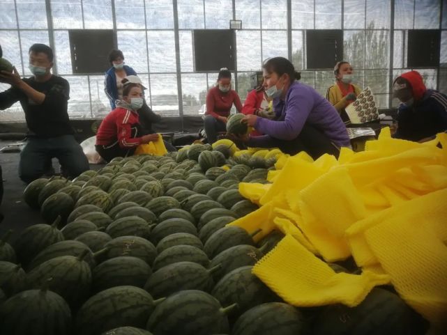 潍坊郭牌农业科技有限公司主管吴兵介绍说:"郭牌西瓜第二批采摘,运输
