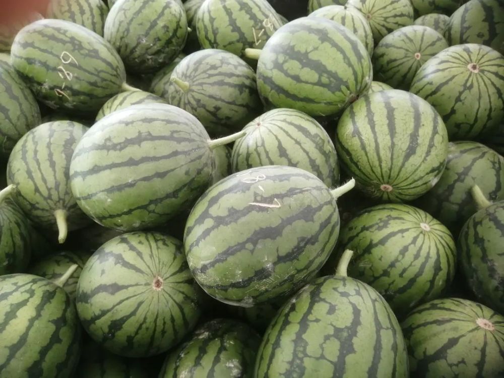 【生产生活】郭牌西瓜喜获丰收大量上市_腾讯新闻