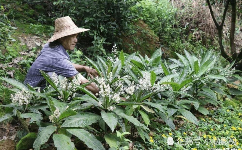 這一天,廣西興安縣的兩位村民在幹完農活後,便商量著上山採藥.