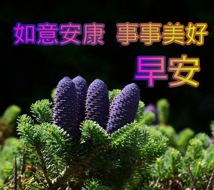 最美问候早安祝福语动态表情图片创意好看的清晨问候图片带字温馨