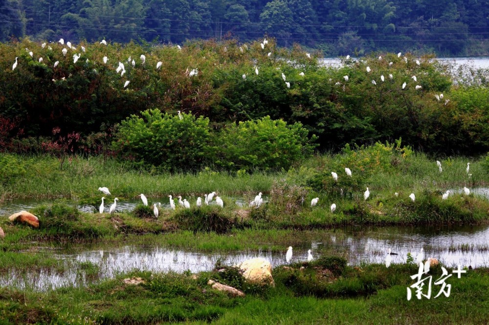 东江国家湿地公园以河流湿地,库塘湿地,江心沙洲湿地等为主体景观