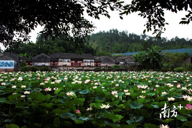 “全域旅游东源样本”｜东江国家湿地公园：河流库塘沙洲湿地组成美丽画卷_腾讯新闻