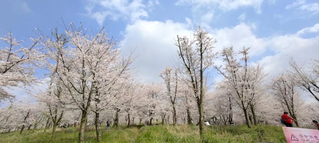 貴州安順平壩萬畝櫻花園