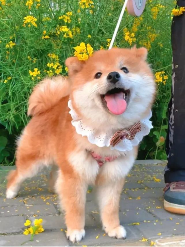 胖乎乎的柴犬有多可爱?|原作