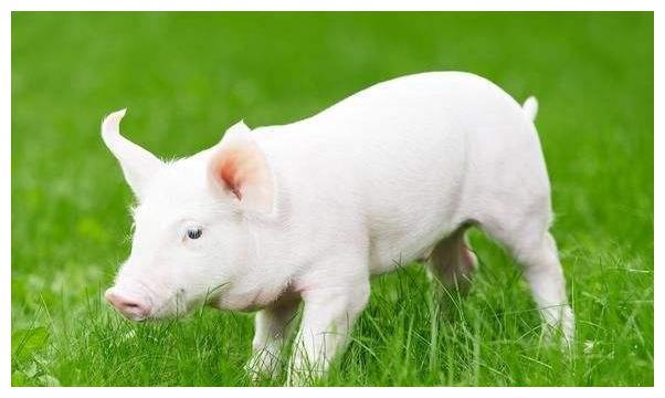 生肖猪2021年运势有3大喜降临在家门口属猪人看看什么喜