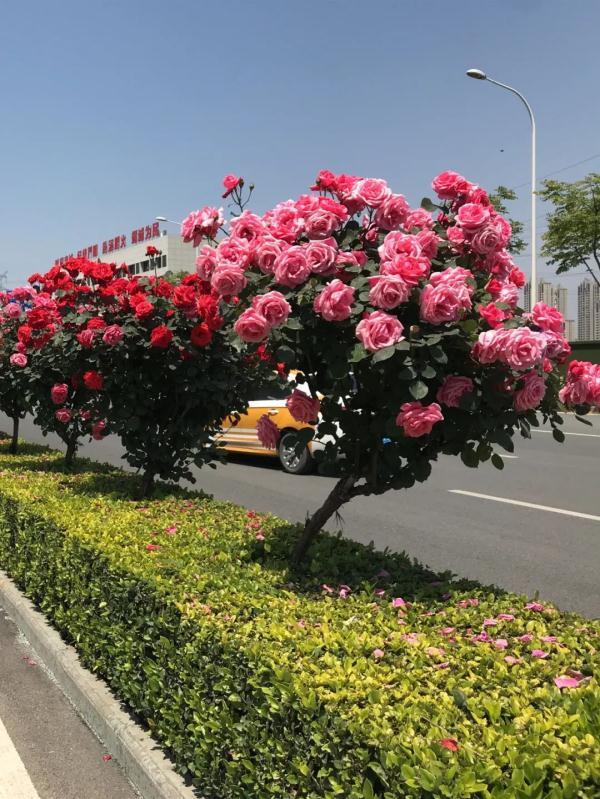▌团结大道武汉火车站附近的树状月季.▌黄浦大街立交桥下的月季.