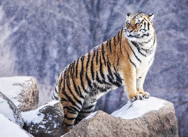 山东有没有野生大老虎这两天被东北大老虎刷屏了