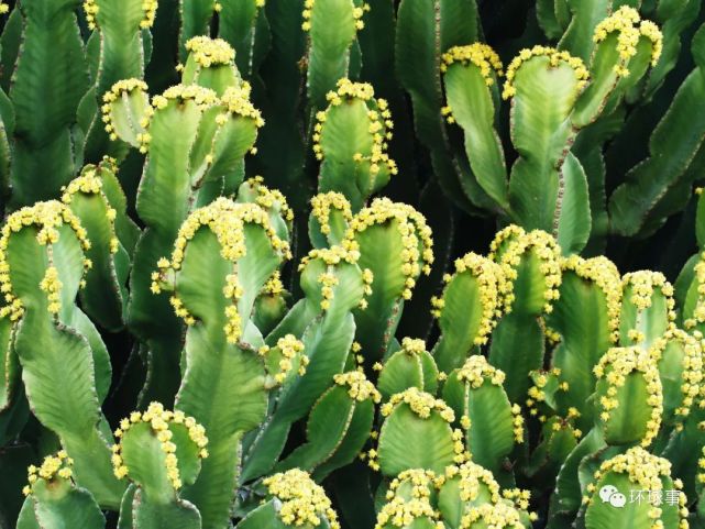 最辣的植物树脂大戟辣度值达到160亿舔一口直接破坏神经末梢