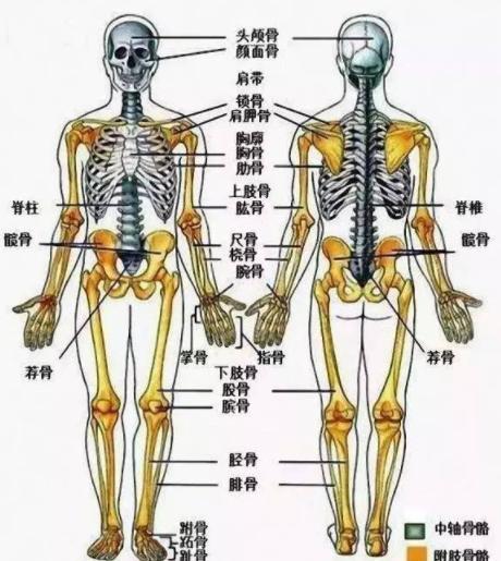 骨头随着年龄的增长发生着不同的变化到了年龄不得不注意
