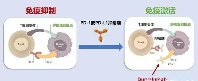 免疫細胞治療免疫治療靠什麼延長癌症患者生命