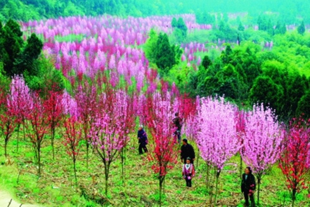 抓住春天的尾巴来一场赏花之旅德阳这三处看花旅游景点值得打卡