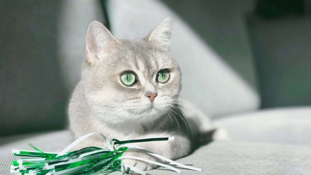 猫宫庄园早产儿的全套救治方案_腾讯新闻