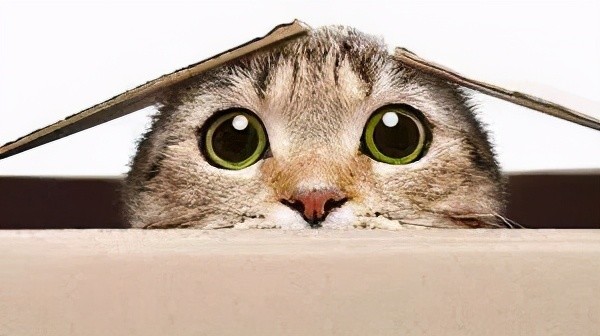 启科q课堂:薛定谔的猫怎么"撸"?