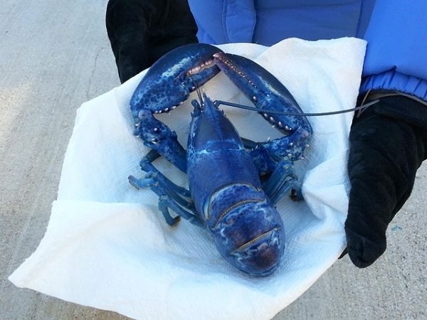 英国渔民钓到二百万里挑一的蓝色龙虾