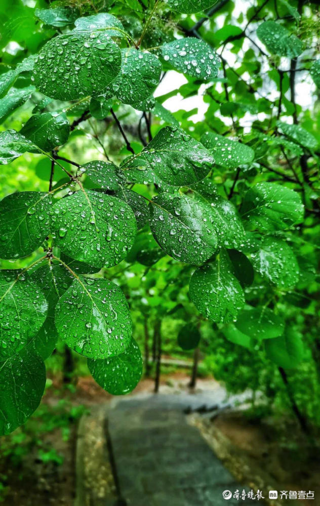 情報站雨中登山感受不一樣的景色濟南英雄山雨中風景更撩人