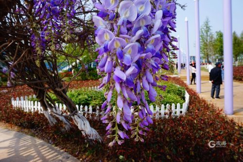 青岛这里的紫藤花进入盛花期 醉香怡人 腾讯新闻