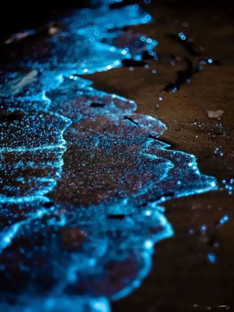 蓝眼泪迎来最好观赏季长沙过去6小时去奔赴一场蓝色梦幻海