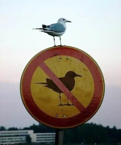 海鸥为什么这么喜欢偷薯条?