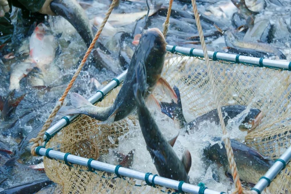 壮观直击驻马店宿鸭湖捕鱼第一现场很少见到的场面