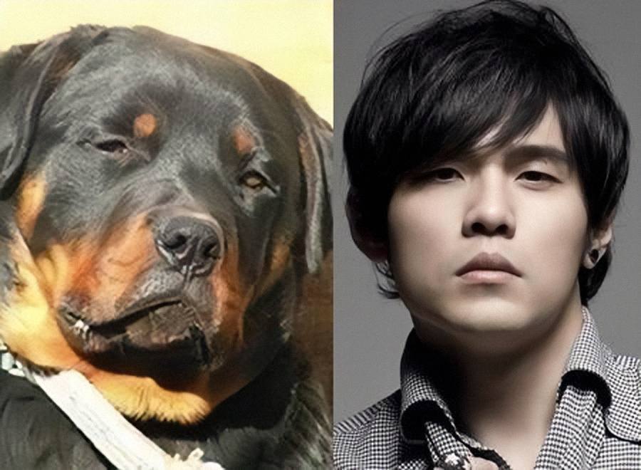 孫紅雷撞臉牛頭梗李榮浩撞臉下司犬盤點那些和動物撞臉的明星