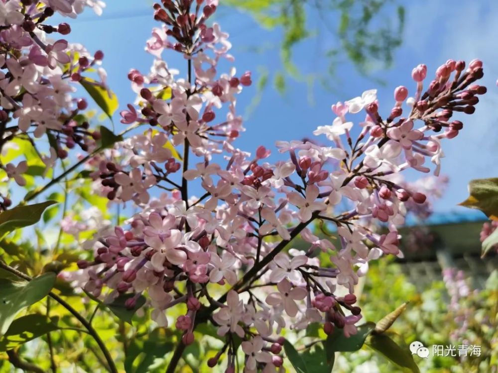 迷人西宁丁香花开香满城